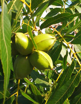 成人午夜视频网站种植